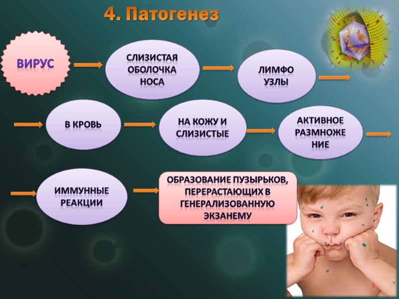 4. Патогенез  6 Вирус Слизистая оболочка носа Лимфо узлы В кровь на кожу